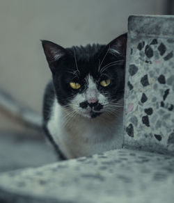 Close-up portrait of cat