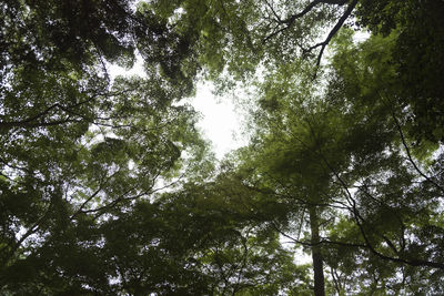 Low angle view of trees in forest