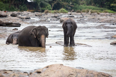 Elephant in river