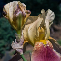 Close-up of wilted rose