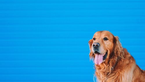 Portrait of golden retriever