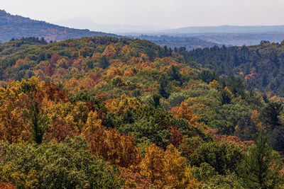 Scenic view of forest against sky during autumn