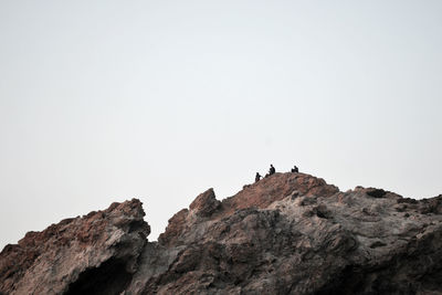 Low angle view of birds on cliff against clear sky
