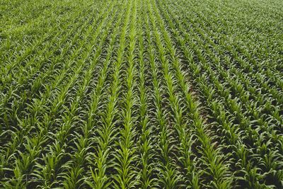 Full frame shot of corn field