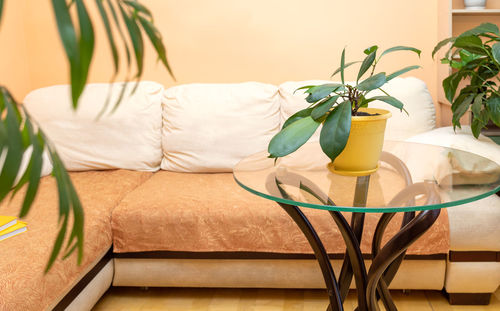 Stylish trendy home real interior with light corner sofa and green different house plants.