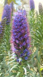 Close-up of purple flowers