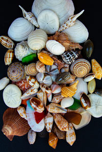 High angle view of seashells on table