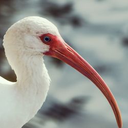 Close-up of bird