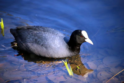 High angle view of duck swimming in lake