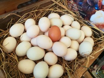 High angle view of eggs in nest