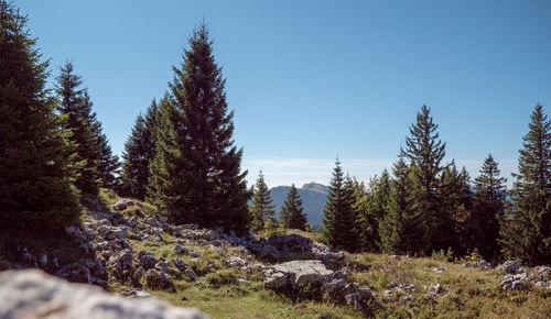 Pine trees in forest against clear blue sky