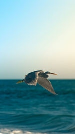 Bird flying over sea against clear sky