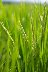 Close-up of wheat growing on field