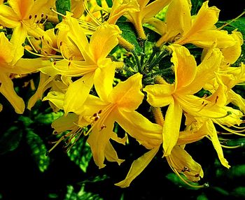 Close-up of yellow flowers