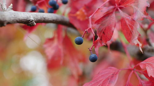 Close-up of grapes growing on tree