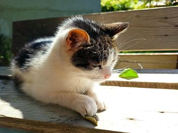 Close-up of a cat