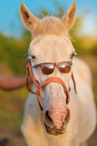 Portrait of horse outdoors