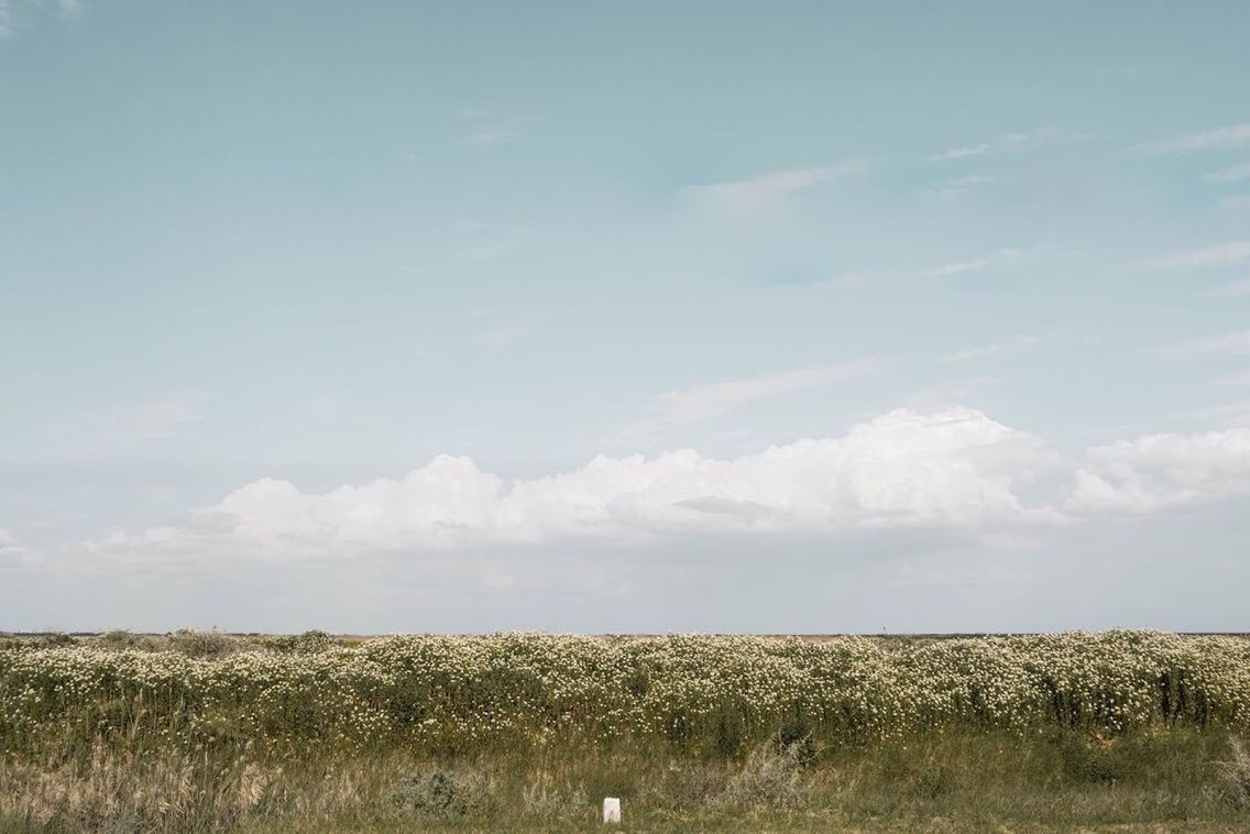 sky, landscape, beauty in nature, cloud - sky, land, environment, field, scenics - nature, tranquil scene, tranquility, plant, day, growth, non-urban scene, nature, grass, no people, horizon over land, horizon, green color, outdoors