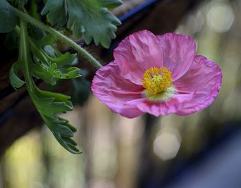 Close-up of pink flower blooming outdoors