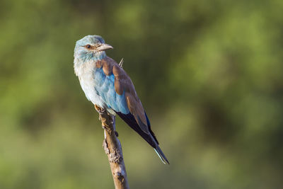 Close-up of bird perching on branch