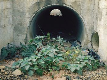 Plants growing in old building