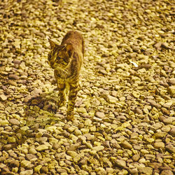 Pebbles on rocks