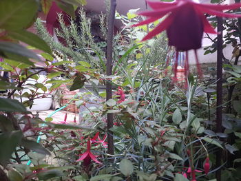 Close-up of flowering plants by water