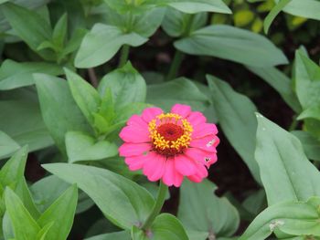 Close-up of pink flower