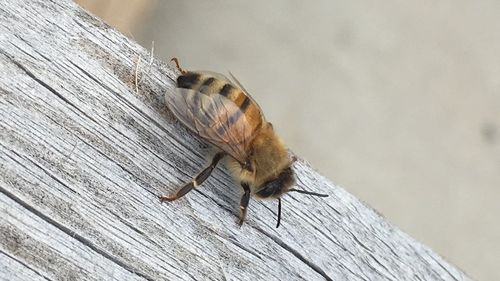 Close-up of insect on wood