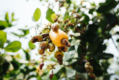 Close-up of fruits on tree