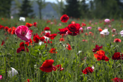 Close-up of red poppy flowers on field