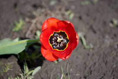 Close-up high angle view of red poppy