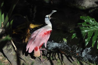 Close-up of birds perching on plants