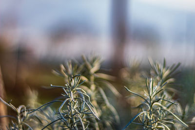 Close-up of plants growing in field