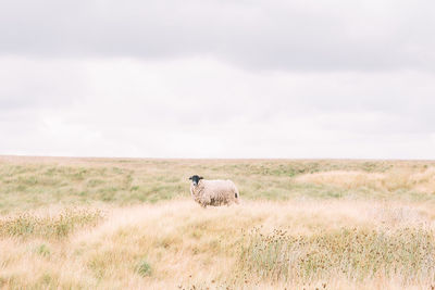 Sheep grazing on field against sky