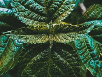 Close-up of plant leaves