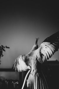 Close up portrait of a female cockatiel pet spreading its wings