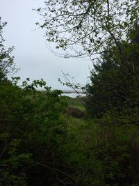 Scenic view of grassy field against sky