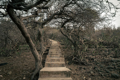 Footpath amidst trees in forest