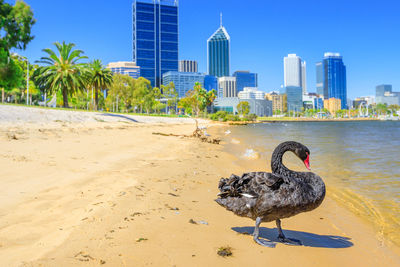 View of birds on beach