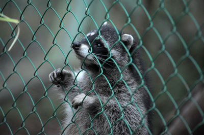 Close-up of an animal cage in chainlink fence at zoo