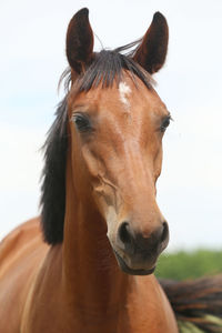 Close-up portrait of horse