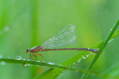 Close-up of insect on leaf