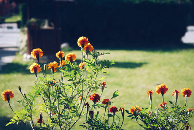 Close-up of flowering plants on field