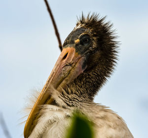 Close-up of a bird