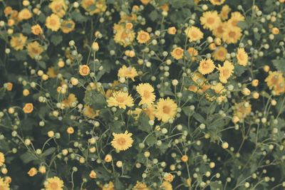 Close-up of yellow flowering plants on field