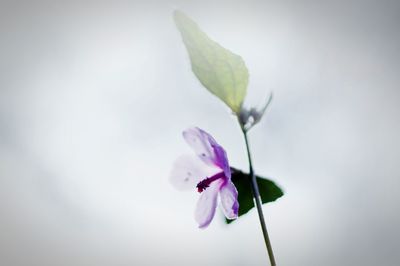 Close-up of blue flower blooming outdoors