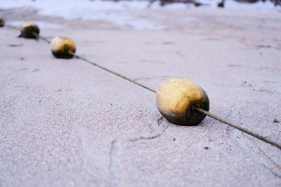 Line of yellow buoys tied by rope on the beach blur background