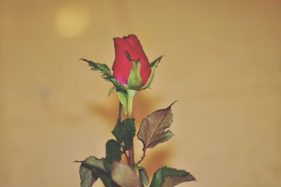 Close-up of red flowering plant