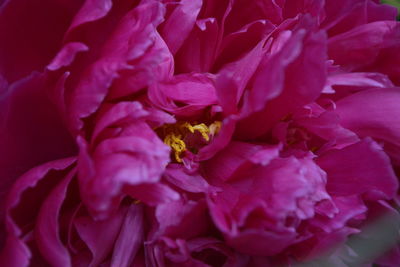 Close-up of flowers